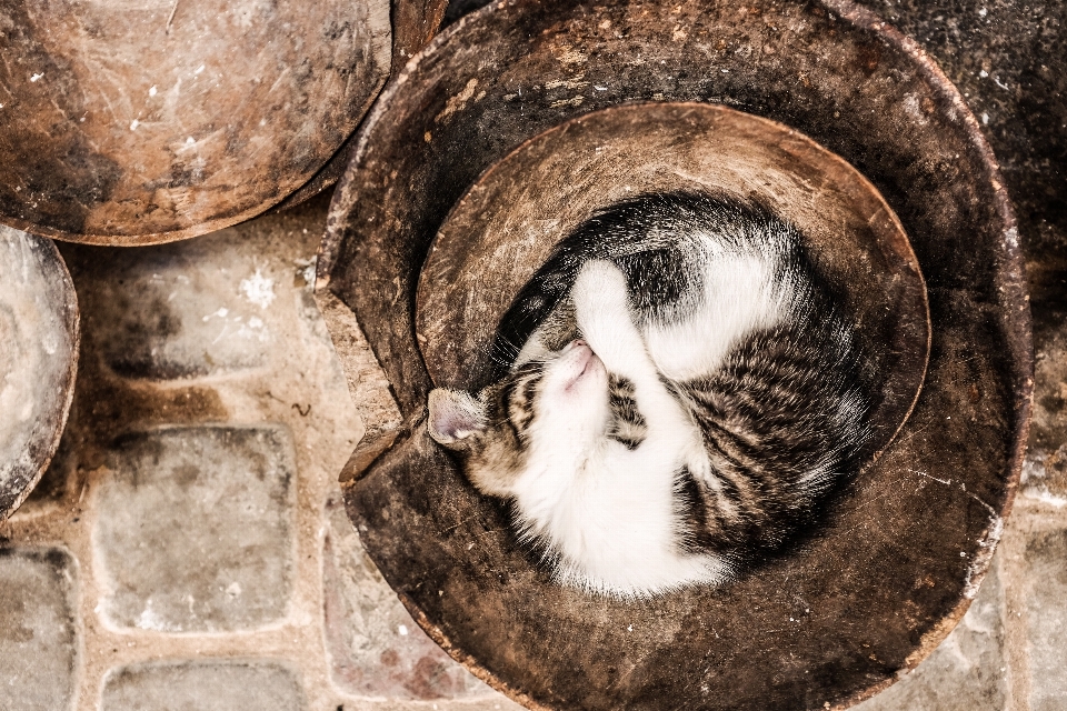 木头 可爱的 宠物 小猫