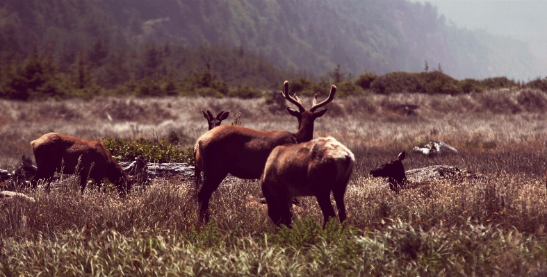 Wilderness prairie animal wildlife Photo