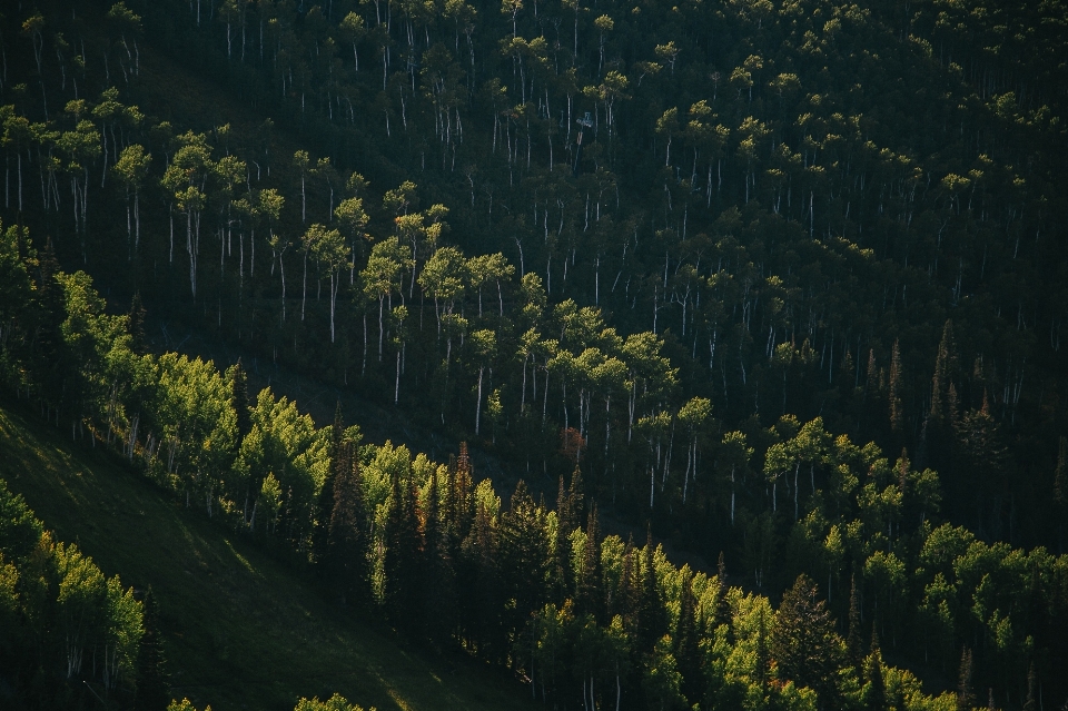 Paesaggio albero natura foresta