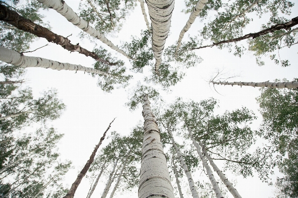 Фото дерево лес ветвь растение