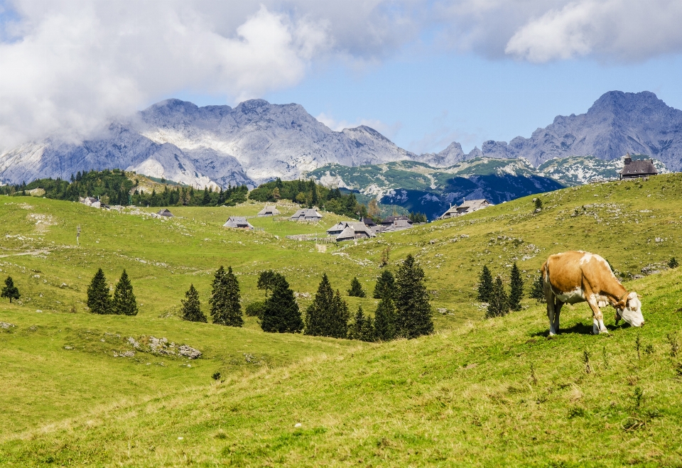 Paysage herbe région sauvage
 marche