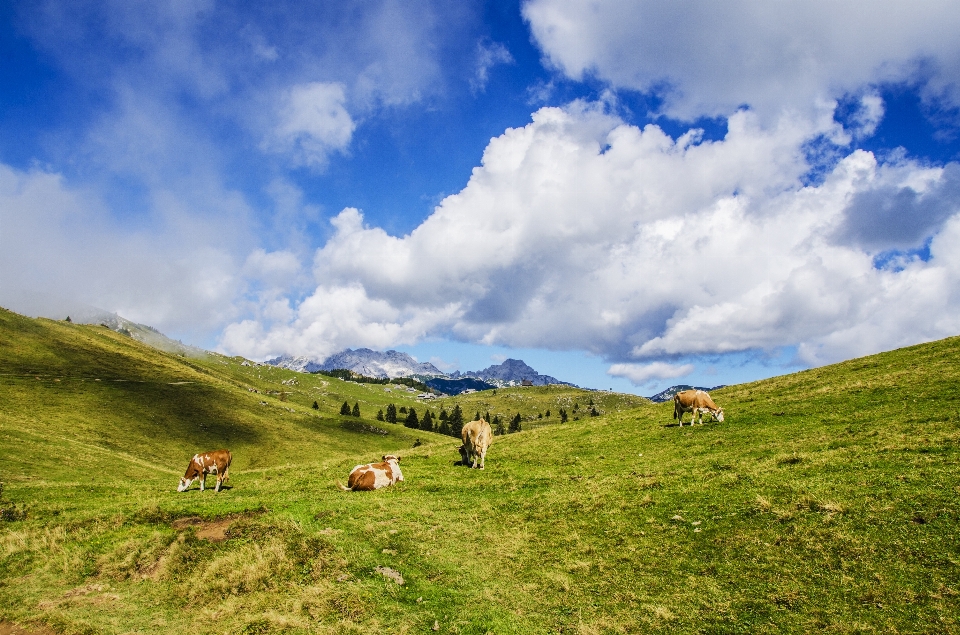 Paisagem natureza grama região selvagem
