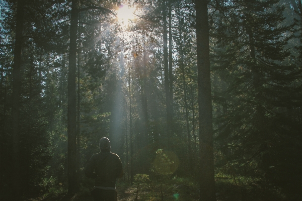 Man tree nature forest Photo