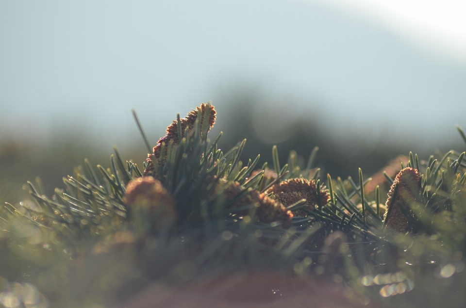 Arbre nature herbe bifurquer