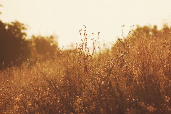 Tree nature grass horizon Photo