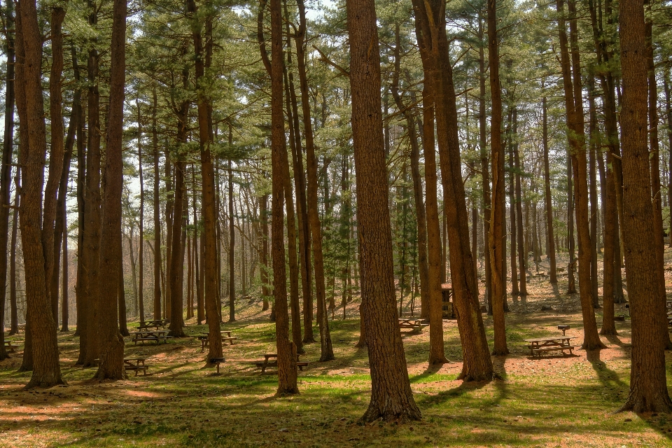 Landscape tree forest outdoor