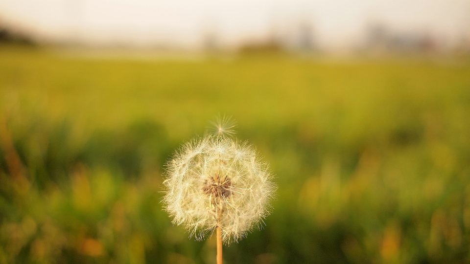 Nature grass blossom plant