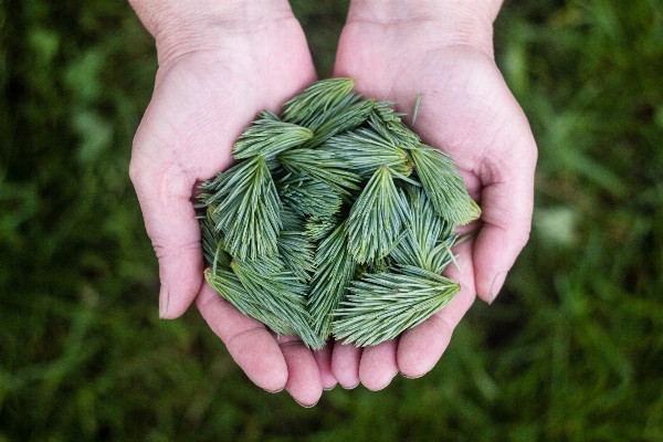 Hand tree grass needle Photo