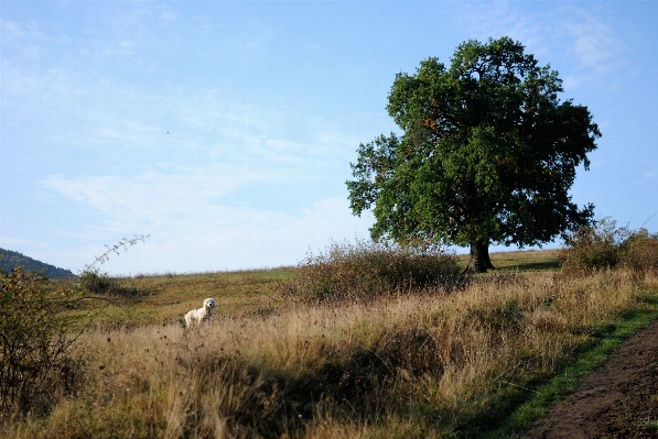 Landscape tree grass wilderness Photo