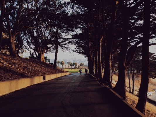 Tree path winter light Photo