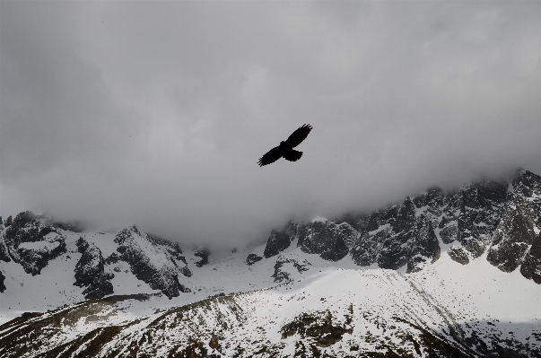 Mountain snow winter bird Photo