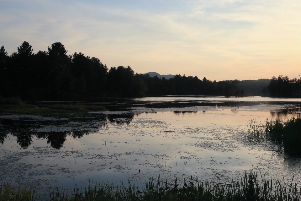 пейзаж дерево вода природа