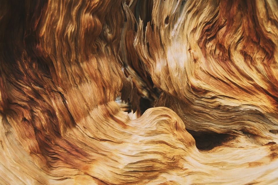 Wood texture bark formation