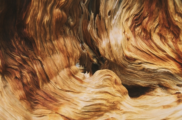 Wood texture bark formation Photo