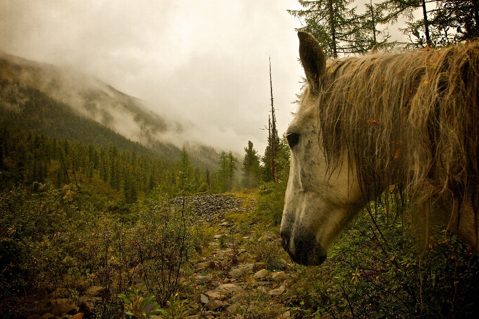 Nature forest wilderness wildlife