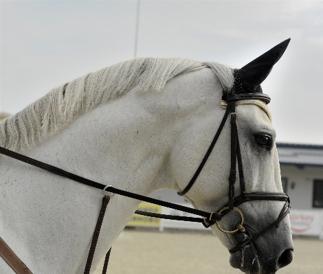 White animal horse rein Photo