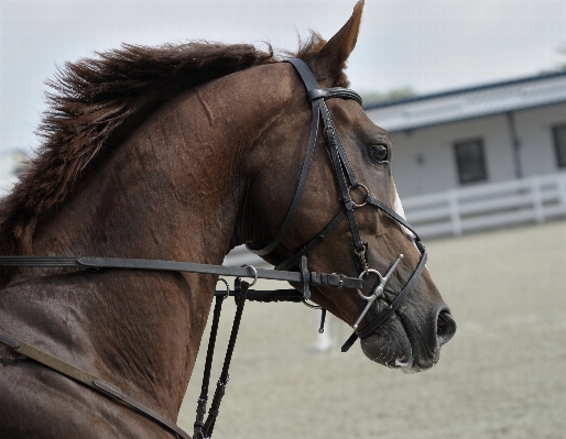 Animal horse rein mammal Photo