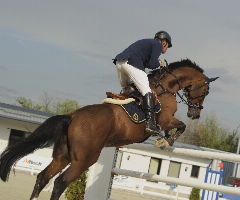 Hunt seat english riding equestrianism human action Photo