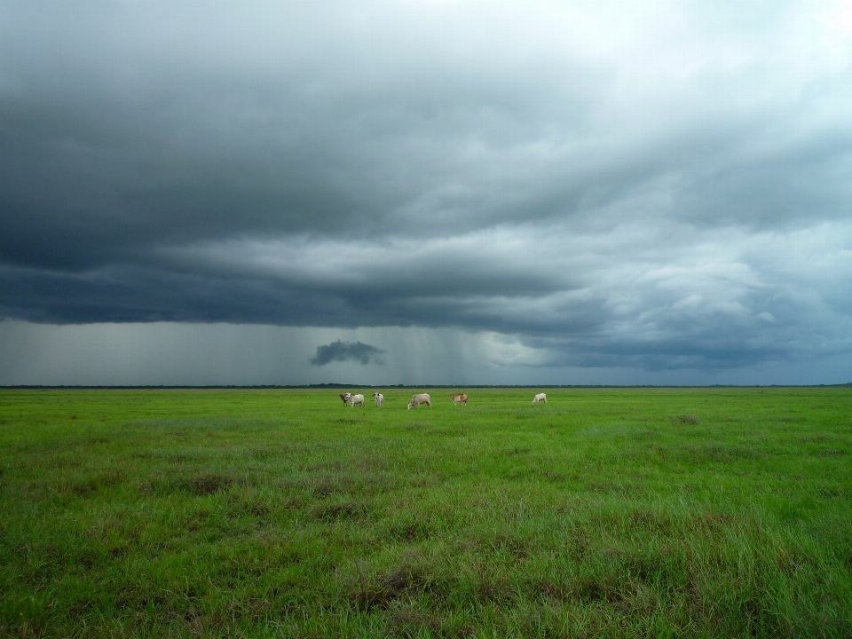 Césped horizonte pantano
 nube