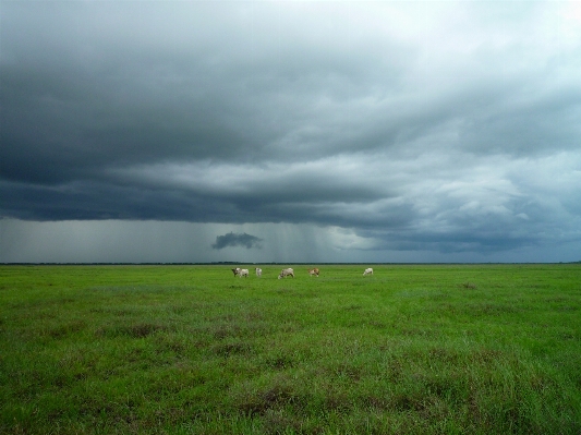 Grass horizon marsh cloud Photo