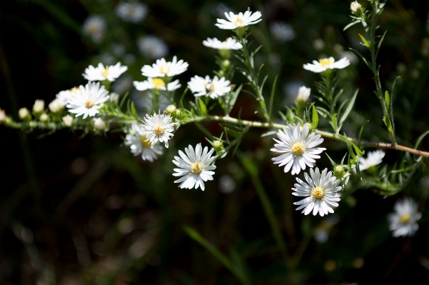 Photo Nature fleurir croissance usine