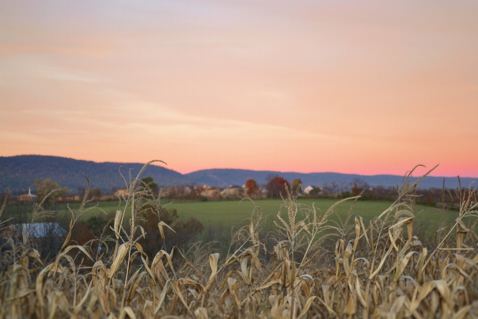 Paisaje césped horizonte atardecer