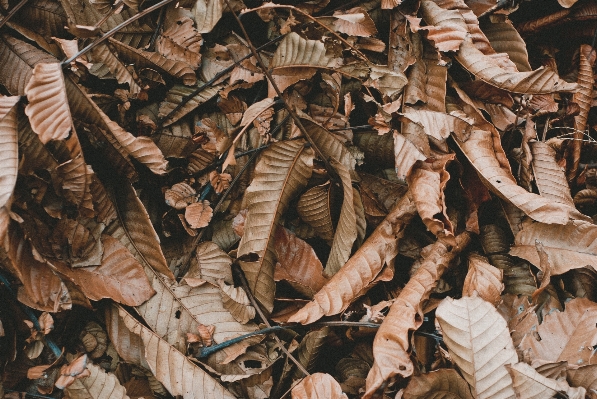 Wood leaf fall pile Photo