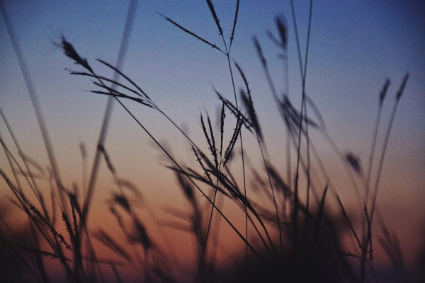 Grass horizon branch silhouette Photo