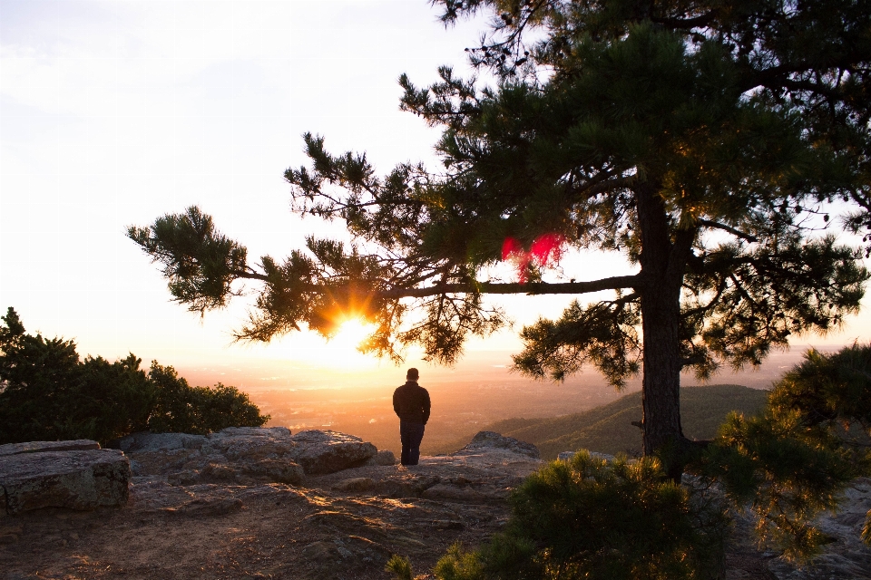 Tree nature sunrise sunset