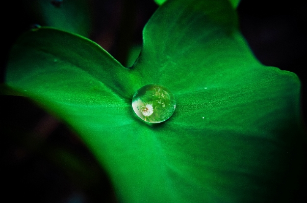 Droplet drop dew light Photo