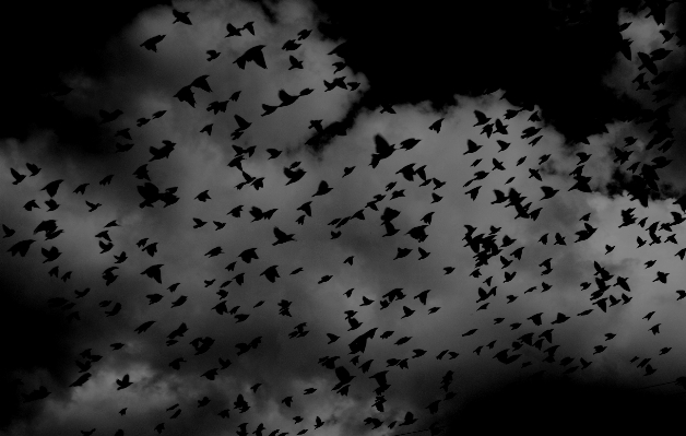 Photo Silhouette oiseau aile noir et blanc
