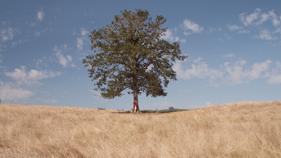 Landscape tree nature grass