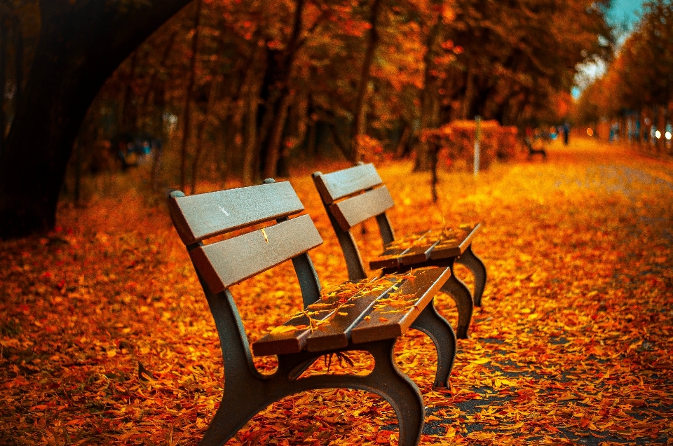 Tree light bench night