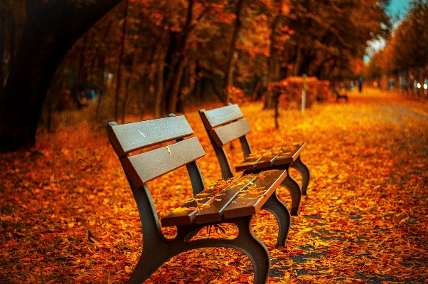 Tree light bench night Photo