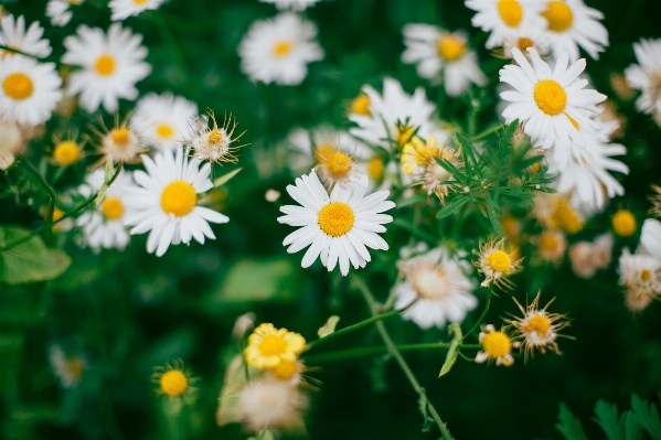 Photo Nature herbe fleurir usine