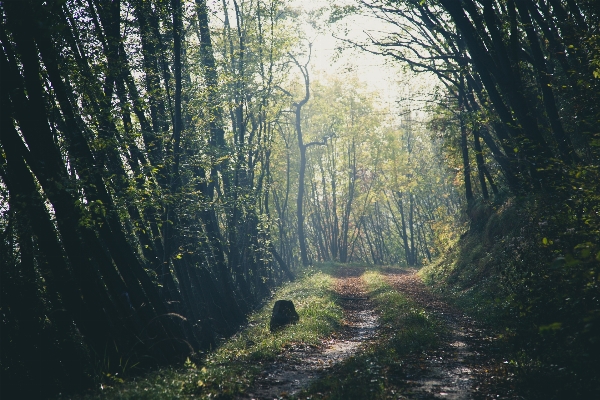 Tree nature forest grass Photo