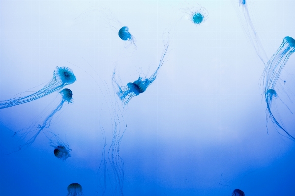 Foto água oceano aceno embaixo da agua