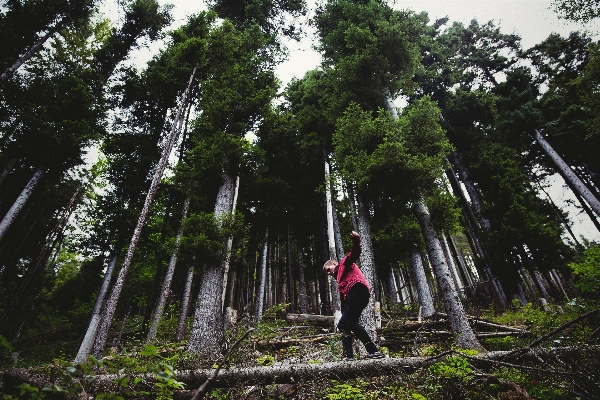 Adam ağaç orman dış mekan Fotoğraf