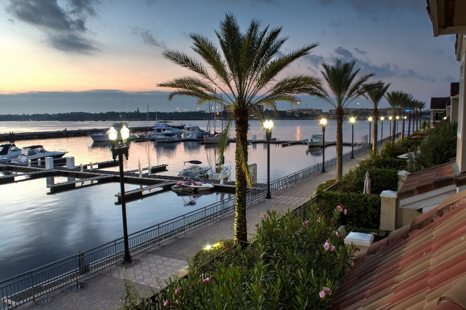 Sea dock boat palm tree