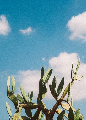 Tree nature grass branch Photo