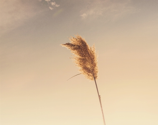 Nature grass branch plant Photo