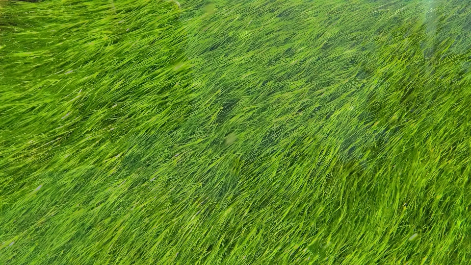 Nature grass plant field