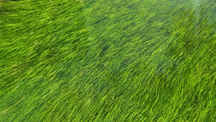 自然 草 植物 分野 写真