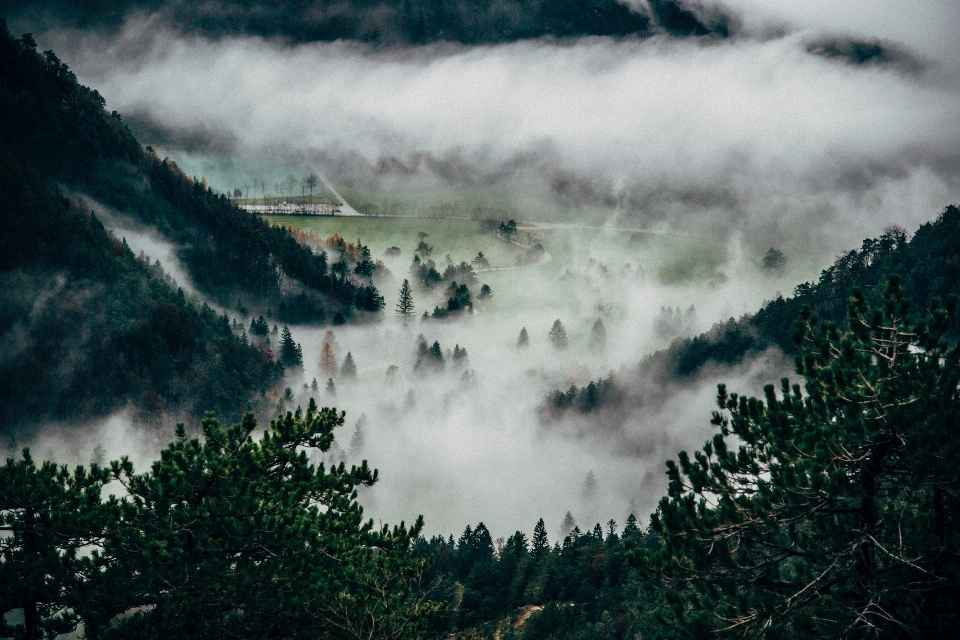 風景 木 水 自然