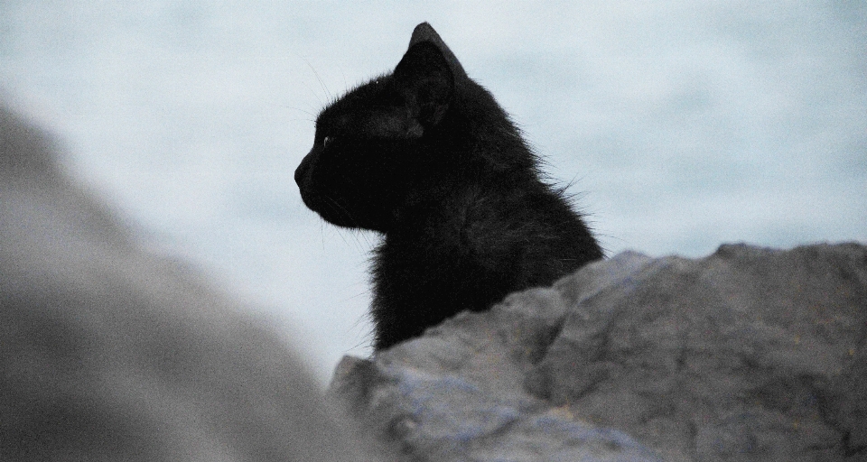 Animal gato felino mamífero