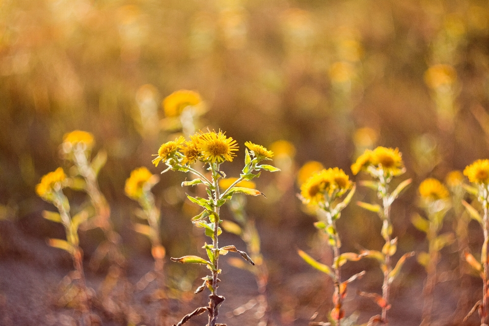 Nature grass blossom plant