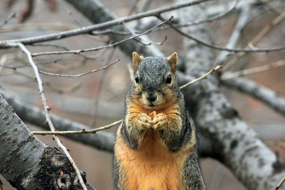 Nature bifurquer hiver animal