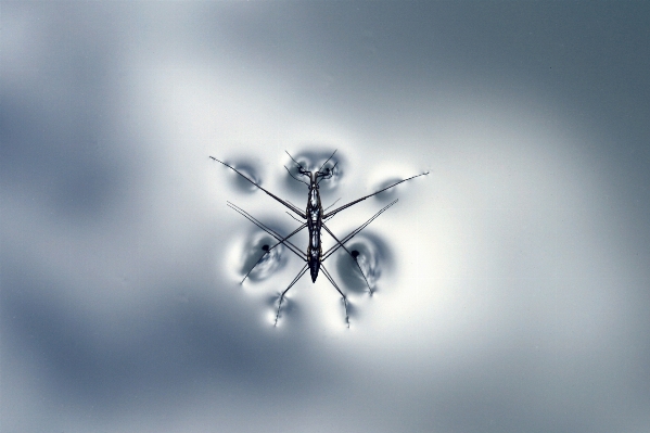 Photo Aile lumière nuage ciel