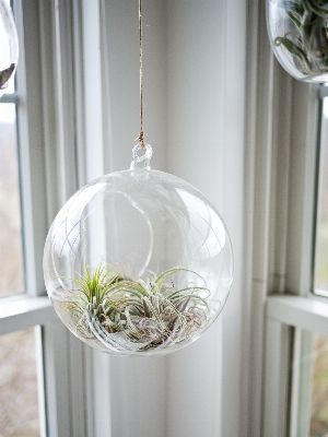 Plant glass indoor hanging Photo