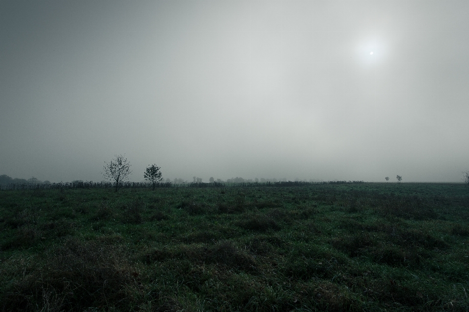 Landschaft baum natur gras